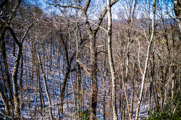 trees in the forest with snow