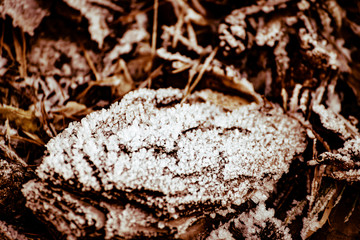 Winterwald mit Eiszapfen und Eisfall