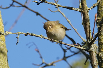 Common chiffchaff