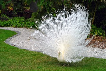 All white male peacock bird with its plume feathers tail fully opened