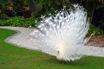 All white male peacock bird with its plume feathers tail fully opened © eqroy