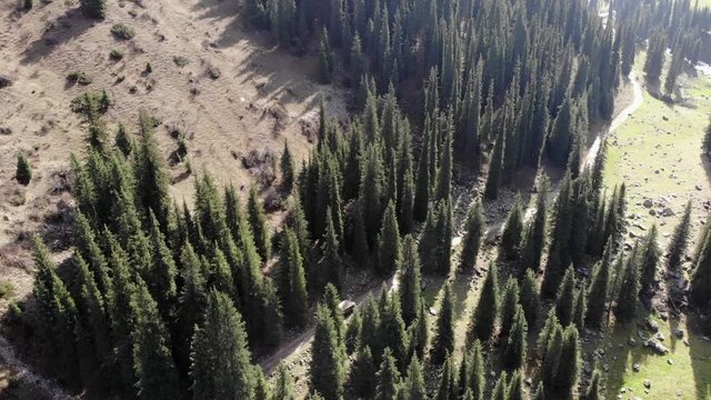 Military offroad vehicle driving on mountain road between forest in Altyn Arashan with view from top