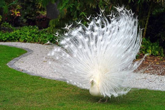 All white male peacock bird with its plume feathers tail fully opened