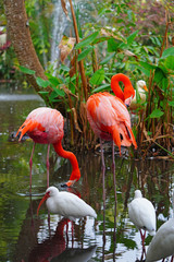 A pink flamingo bird standing on one leg