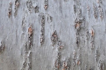 Cherry tree bark texture