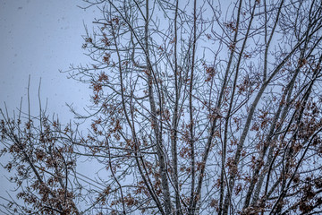 branches of tree in winter