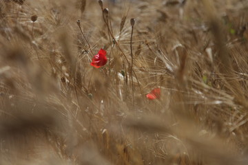 Poppies red flowers in a Wheat spike field