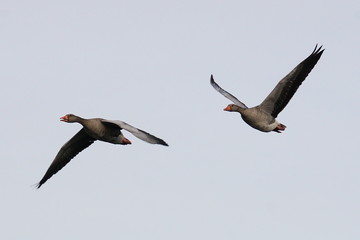 Flying greylag geese