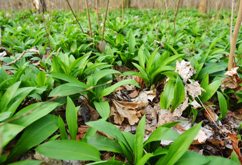 Fresh wild garlic growing in a forest outdoors in springtime