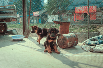 Two street puppies in China