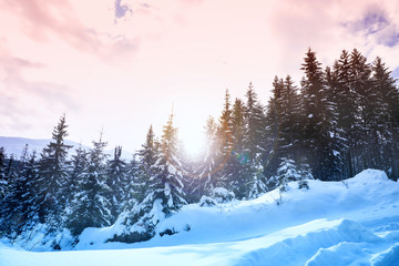 Fototapeta premium Picturesque view of snowy coniferous forest on winter day