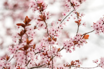 Multitude de fleurs de cerisier japonais au printemps