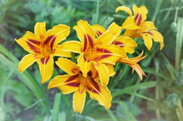 A flowering daylily Bush with yellow flowers and an orange core. Selective focus