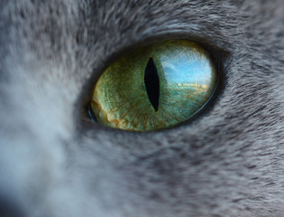Reflection of a city street and buildings from the window in cat's eye like us as in fish eye lens. Green eye of russian blue cat.