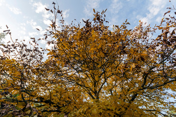 Yellow trees in the autumn forest