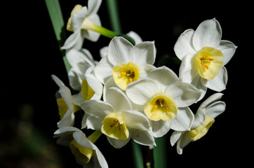 Naklejka na ściany i meble Daffodil Flowers.