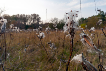 Milkweed pods releasing its seeds on an autumn meadow