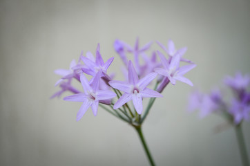Tulbaghia Violacea Flower.