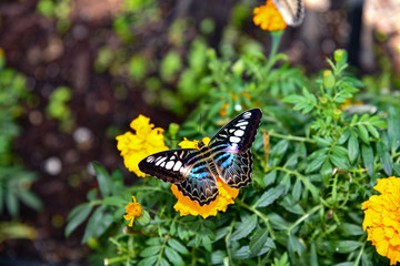 butterfly on flower