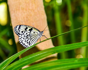 butterfly on leaf