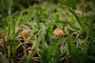Little Mushrooms.