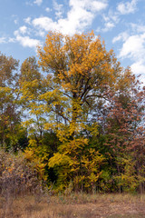 Yellow trees in the autumn forest