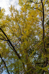 Yellow trees in the autumn forest