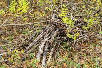 Dry tree branches in the autumn grass