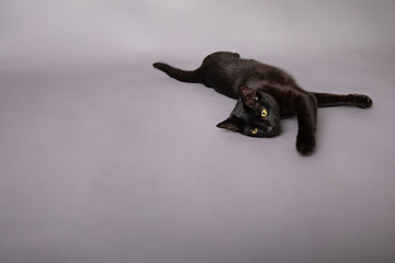 Black cat laying down stretched out paw reaching toward camera 