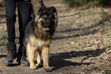 german shepherd dog, walk in the forest with a dog, Poland