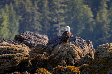 Bald Eagle sitting on the rocky coastline  in Ketchikan Alaska