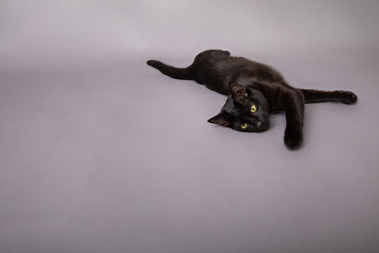 Black Cat Laying Down Stretched Out Paw Reaching Toward Camera 