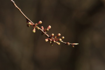 buds on a twig, spring in nature