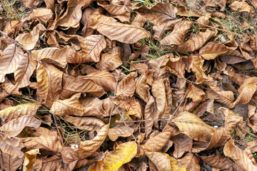 Dry withered walnut leaves after autumn leaf fall on the ground with walnuts