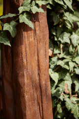 The texture of the wood on the old vintage furniture. Climbing plant on a wooden surface.
