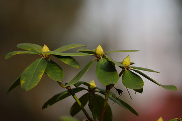 Epidendrum,  orchid, spring in Poland