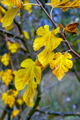 Tree branch with yellowed leaves in the autumn