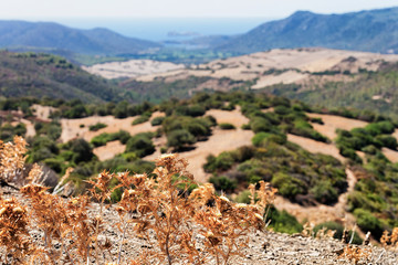Landscape with plants in Teulada Cagliari Sardinia island