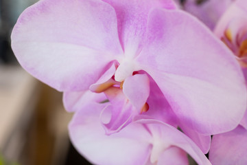 A closeup view of a pink Phalaenopsis orchid plant.