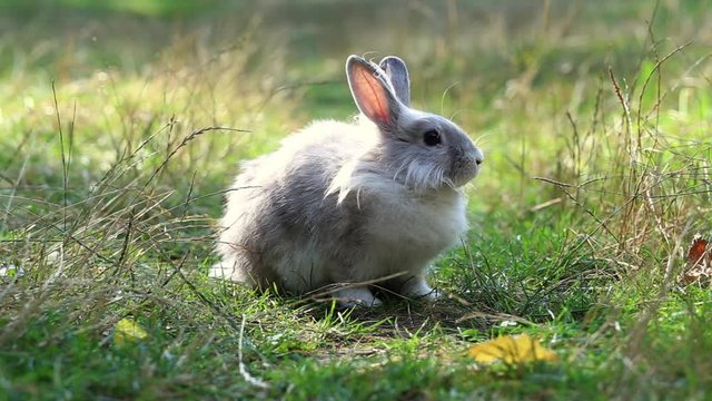 gray fluffy rabbit in green grass in the middle of the lawn