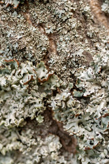 Tree trunk texture and background with moss and lichen. Mossy bark tree texture.