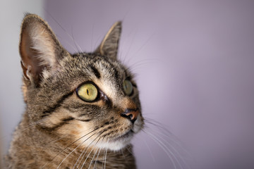Close up of black and gray tabby cat eye long whiskers in studio portrait 
