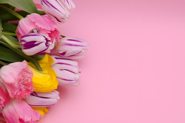 Floral background. Bouquet of tulips on a pink background. Flowers on the left. Right place for your text.