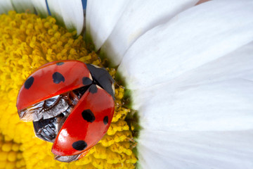 red ladybug on camomile flower, ladybird creeps on stem of plant in spring in garden in summer