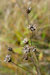 Small dry flower on an autumn meadow