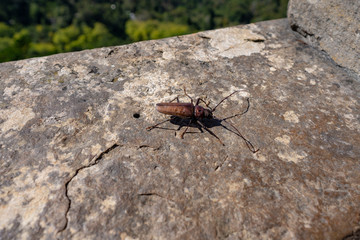 Huge beetle posing in the sun