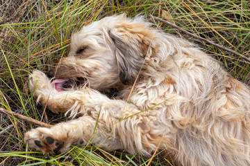 Small white dog playing in the autumn grass