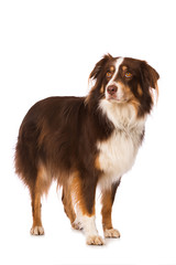 Australian shepherd dog standing isolated on white background and looking up