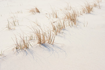 Sea grasses take hold on the endangered and protected sand dunes of New Jersey's Island Beach State Park
