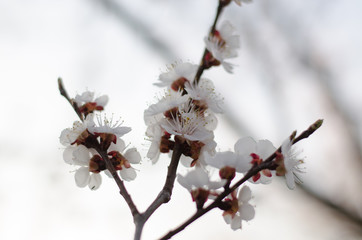 Flowering apricots. Beautiful white flowers of an apricot tree.